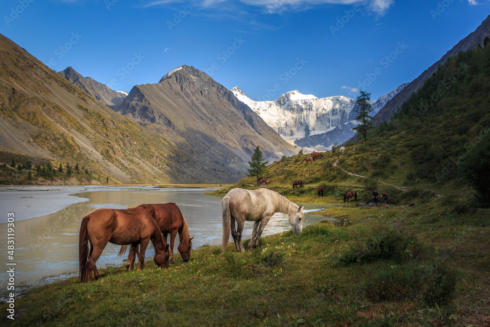 landscape of a summer evening in the AkKem River valley at the foot of the Belukha glacier with horses in the foreground large