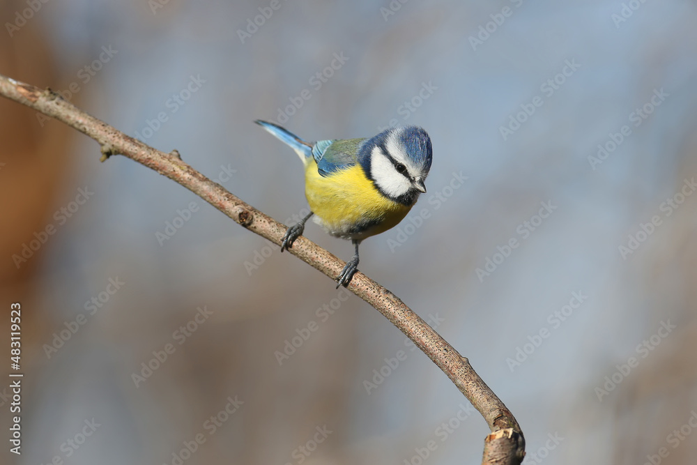 Fototapeta premium Close-up photo of a blue tit in winter plumage sitting on a crooked branch against a blurred blue background