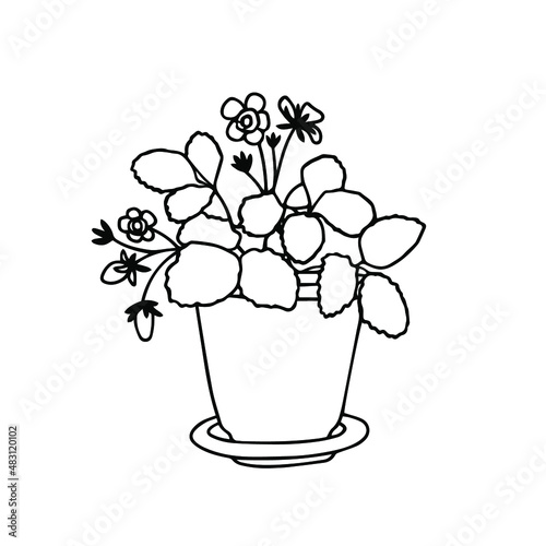 Potted strawberries bloom and bear berries. Vector illustration isolated on white background. Line art. Isolated on white background.
