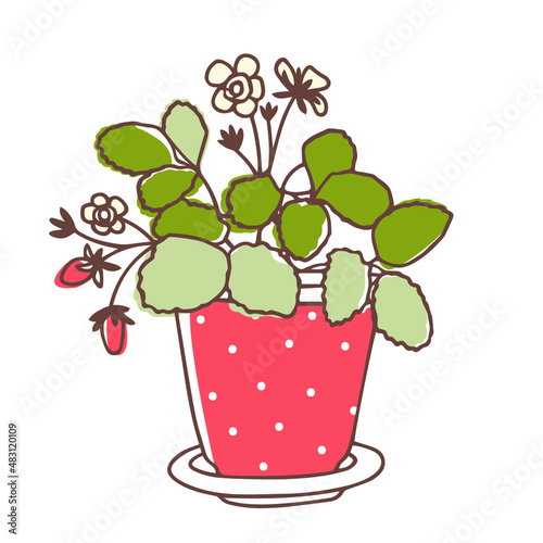 Potted strawberries bloom and bear berries. Vector illustration isolated on white background. Line art. Isolated on white background.