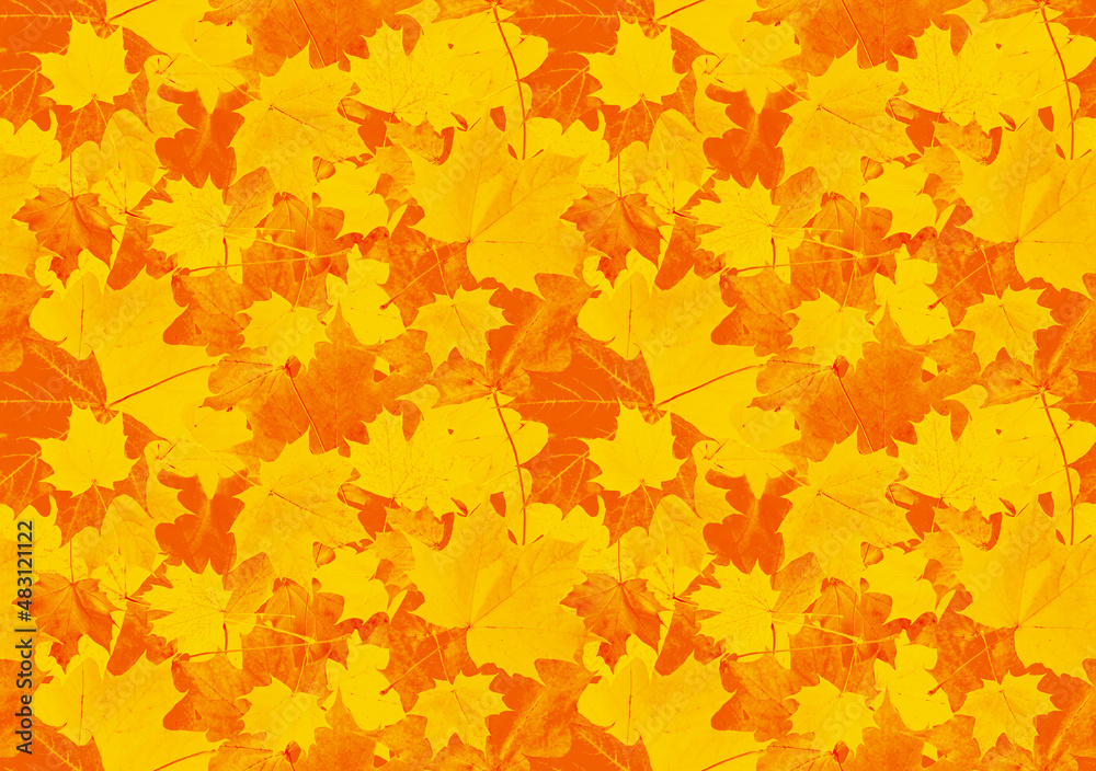 Calm pattern of red-orange maple leaves. Seamless background of autumn maple leaves. Calm pattern of red-orange maple leaves. Seamless background of autumn maple leaves.