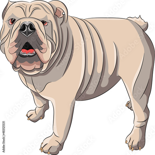 Vector drawing of a large white english bulldog.