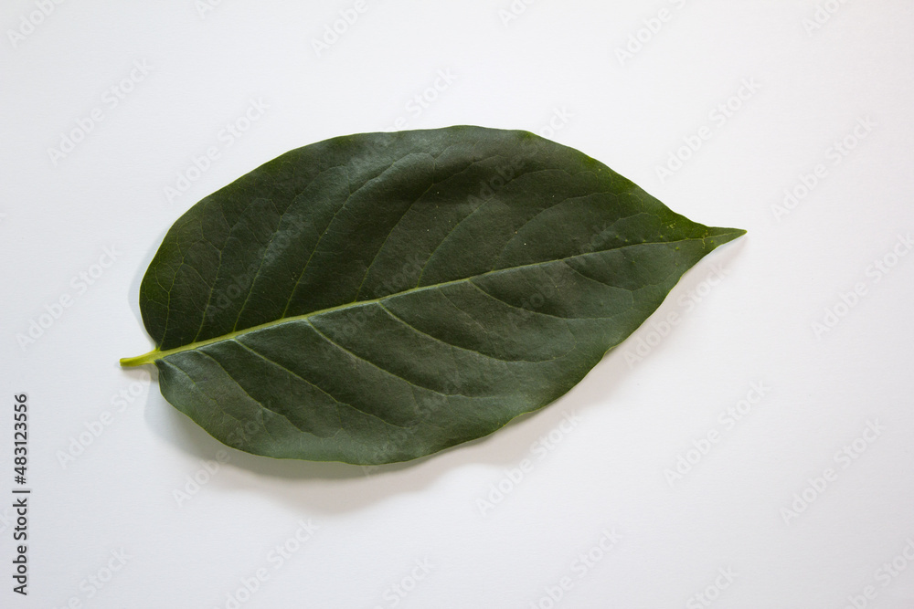 Obraz premium close up Persimmon leaf isolated white background.