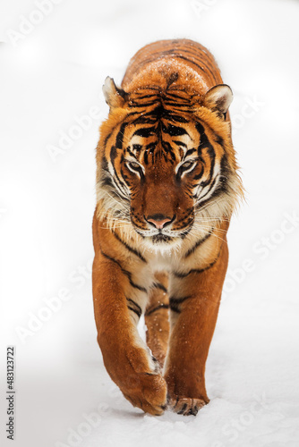 male Malayan tiger  Panthera tigris jacksoni  in the snow very close