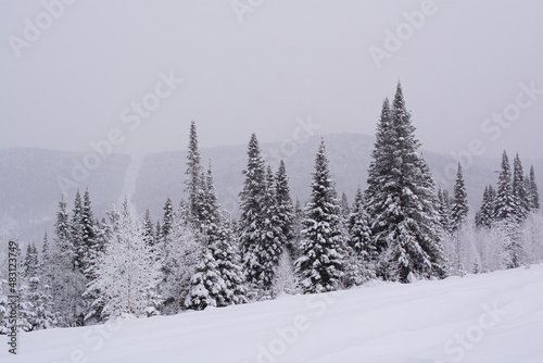 winter forest in the snow © Evgeniya Pechenina