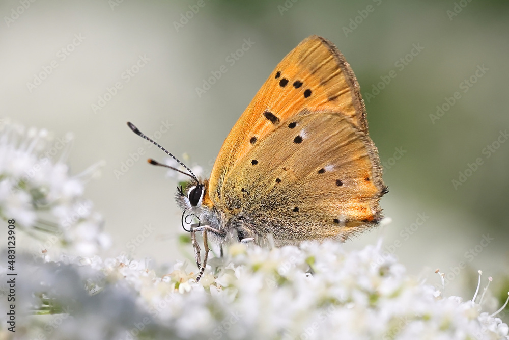 Scarce copper butterfly feeding on Cow Parsley Scarce copper butterfly feeding on Cow Parsley