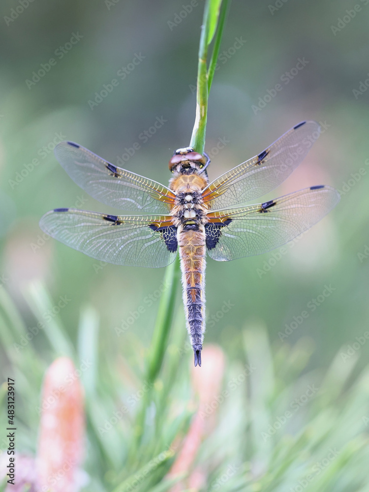 Four-spotted chaser, also known as four-spotted skimmer, a dragonfly from Finland Four-spotted chaser, also known as four-spotted skimmer, a dragonfly from Finland