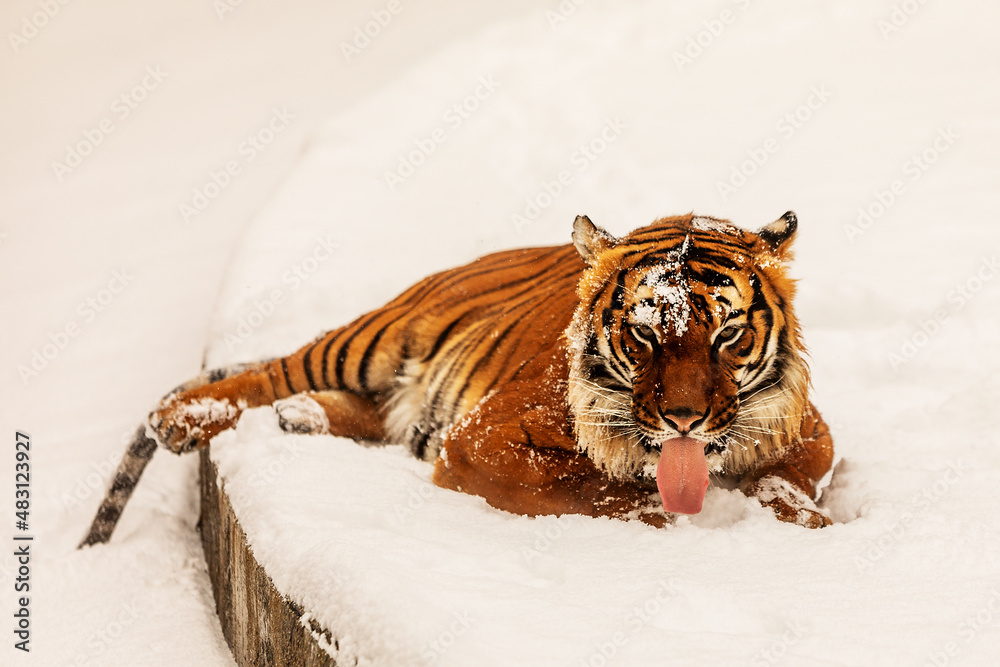 Obraz premium male Malayan tiger (Panthera tigris jacksoni)lying on the snow and licking it
