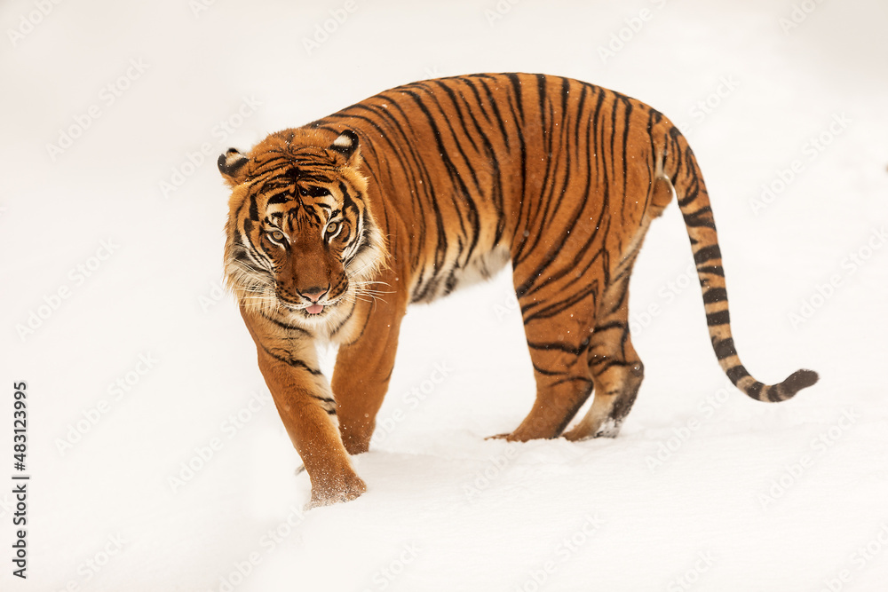 male Malayan tiger (Panthera tigris jacksoni) is surprised by the snowfall - obrazy, fototapety, plakaty 