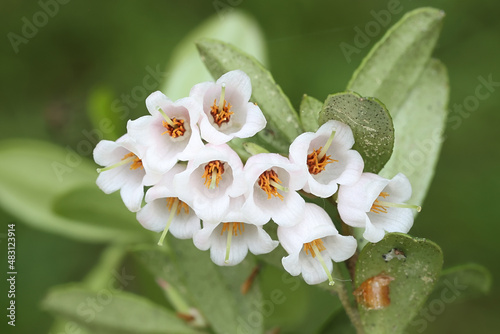 Fototapeta Naklejka Na Ścianę i Meble -  Flowers of cowberry, also known as lingonberry and beaverberry, edible wild berry plant from Finland