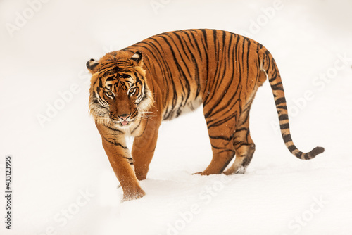 male Malayan tiger (Panthera tigris jacksoni) is surprised by the snowfall