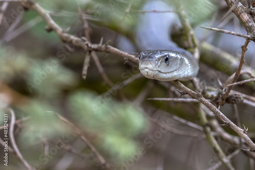Black mamba snake south africa close up photo