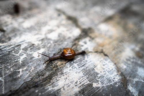 cute little snail © Karina