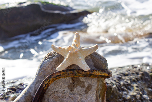 Protoreaster nodosus, commonly known as the horned starfish or chocolate starfish Large, dried, yellow on a stone with a metal rod, against the background of the sea. photo