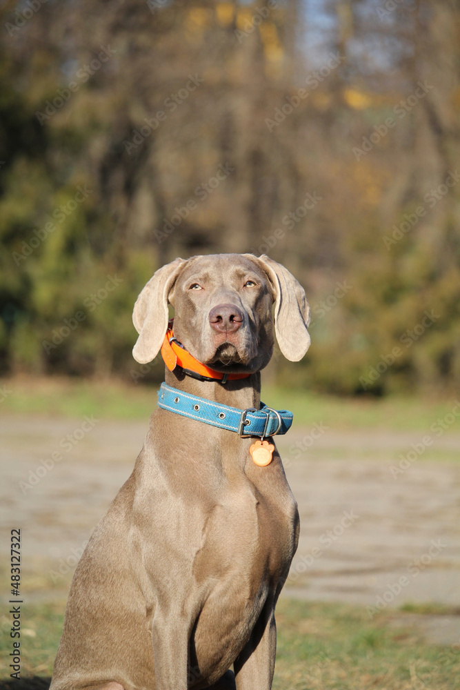 Portrait of a Weimaraner dog with. Hunting dog. Loyal friend. Weimaraner. Portrait of a Weimaraner dog with. Hunting dog. Loyal friend. Weimaraner.