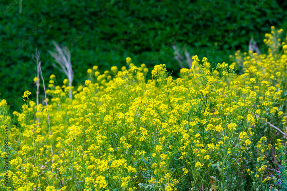 Obraz premium Wild oilseed rape.