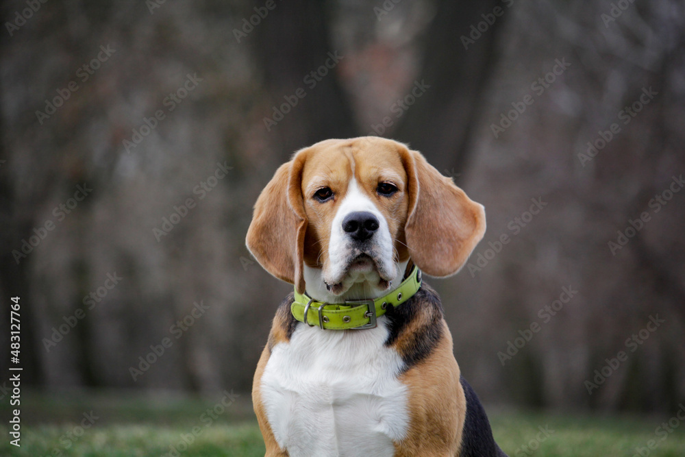 Portrait cute face Beagle dog. closeup Beagle