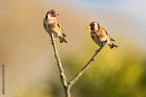 A pair of Goldfinches (Carduelis carduelis) perched on a tree branch.