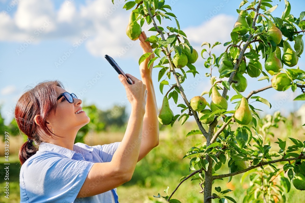 Happy woman takes photo of harvest of pears ripening on tree in garden. Happy woman takes photo of harvest of pears ripening on tree in garden.