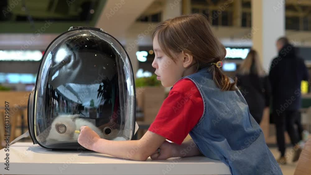 A small kitten sits in a backpack with a transparent window. Girl at the food court with her pet.. A small kitten sits in a backpack with a transparent window. Girl at the food court with her pet..