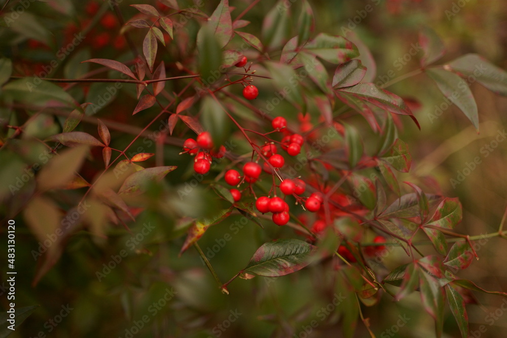 Obraz premium 빨간 열매 꽃 Red Fruit Flower 