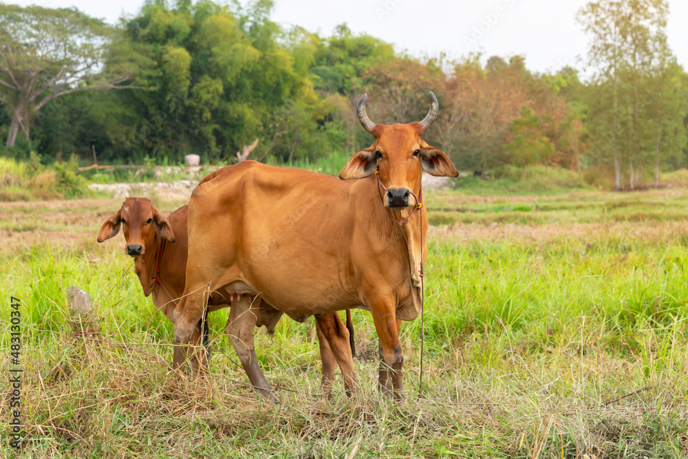 Cow with calf standing on grazing , One young standing brown cow and a white cow together. Cow with calf standing on grazing , One young standing brown cow and a white cow together.