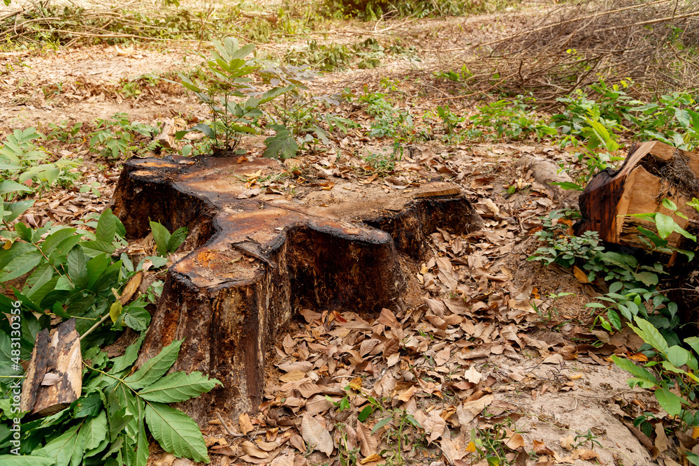 Fototapeta premium Stump on green grass in the garden, Old tree stump in the summer park.