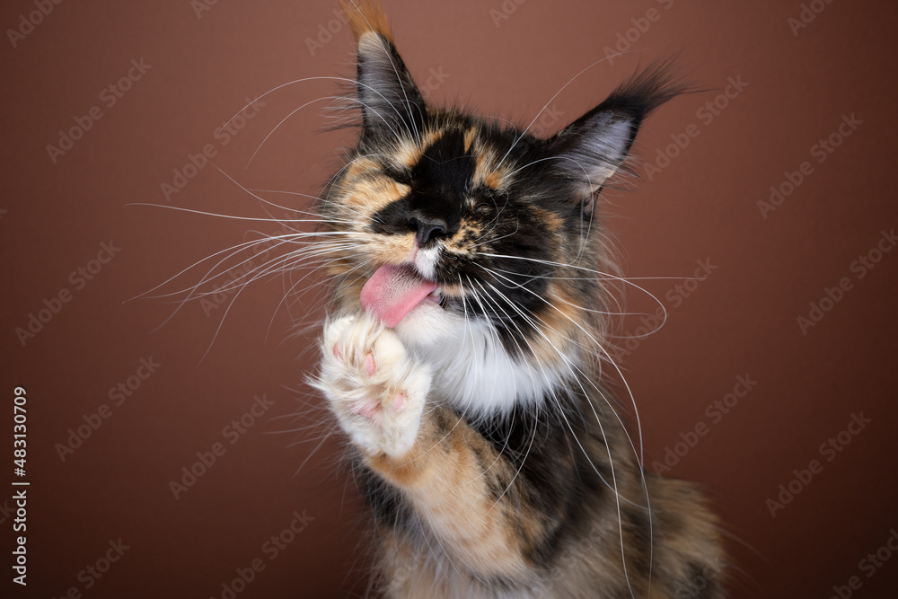 fluffy tortie white maine coon cat with long whiskers grooming fur licking paw on brown background fluffy tortie white maine coon cat with long whiskers grooming fur licking paw on brown background