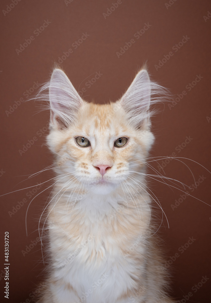 beautiful ginger tabby maine coon kitten portrait looking at camera on brown background