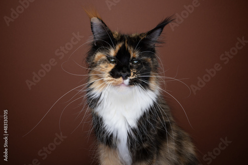 Fototapeta Naklejka Na Ścianę i Meble -  evil looking calico white maine coon cat with long whiskers portrait on brown background