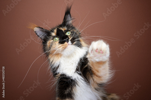 Fototapeta Naklejka Na Ścianę i Meble -  fluffy tortie white maine coon cat with long whiskers playing raising paw on brown background