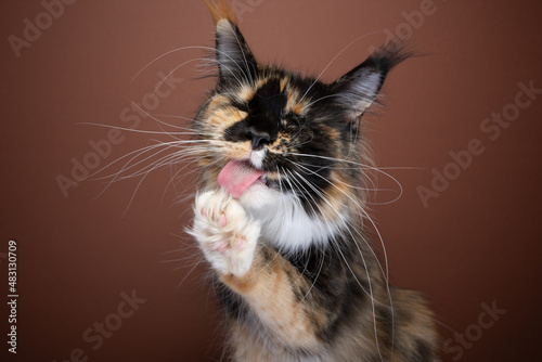 Fototapeta Naklejka Na Ścianę i Meble -  fluffy tortie white maine coon cat with long whiskers grooming fur licking paw on brown background
