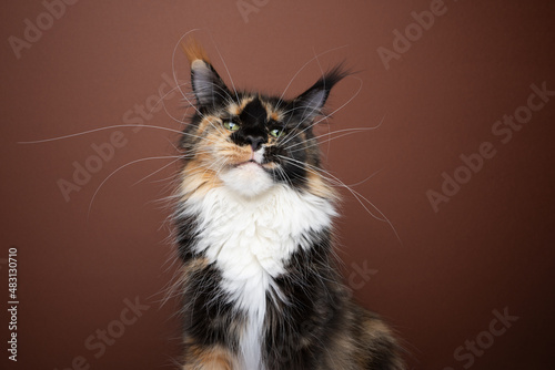Fototapeta Naklejka Na Ścianę i Meble -  calico white maine coon cat with long whiskers looking at camera portrait on brown background with copy space