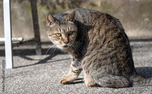 振り向く猫