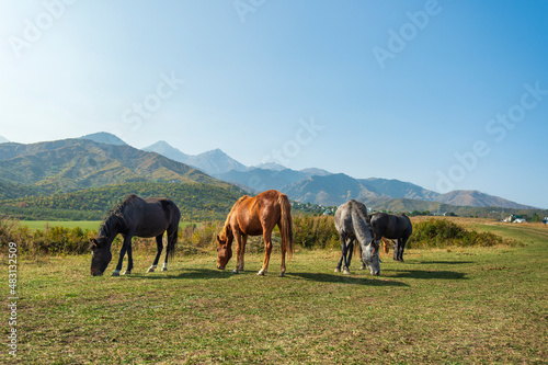 horses grazing in the field © Александр Ульман