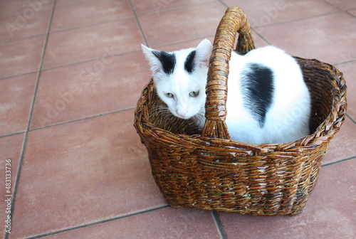 chat noir et blanc dans un panier photo