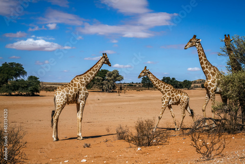 Giraffe group of four in desert land in Kgalagadi transfrontier park  South Africa   Specie Giraffa camelopardalis family of Giraffidae