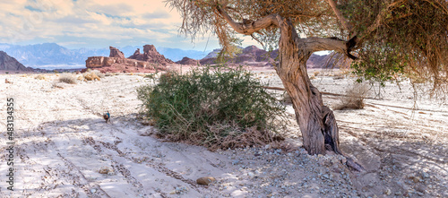 Landscape with old acacia tree in natural park Timna, it is located 25 km of ...