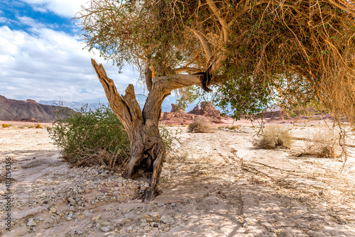 Old acacia tree in natural park Timna, it is located 25 km of Eilat in Israel...
