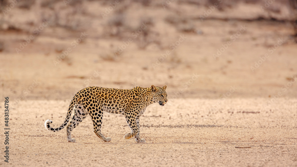 Obraz premium Leopard female walking in dry land in Kgalagadi transfrontier park, South Africa; specie Panthera pardus family of Felidae