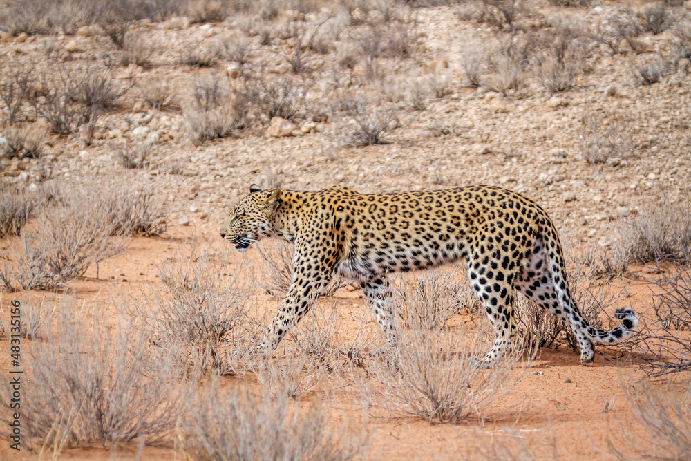 Leopard female walking in dry land in Kgalagadi transfrontier park, South Africa; specie Panthera pardus family of Felidae Leopard female walking in dry land in Kgalagadi transfrontier park, South Africa; specie Panthera pardus family of Felidae