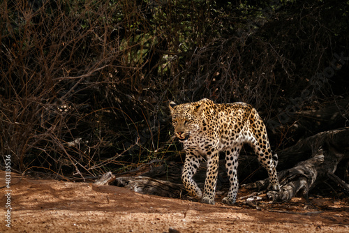 Leopard female moving in a bush in Kgalagadi transfrontier park, South Africa; specie Panthera pardus family of Felidae