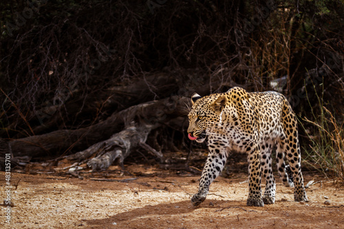 Leopard in Kgalagadi transfrontier park, South Africa; specie Panthera pardus family of Felidae