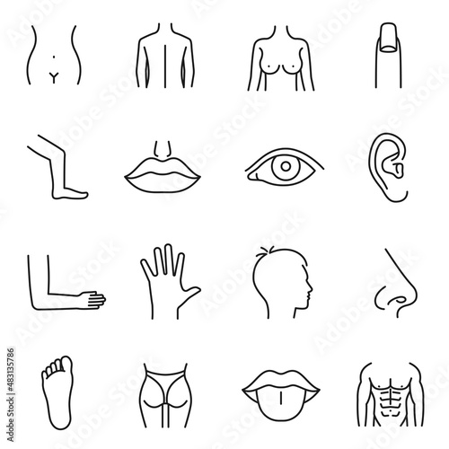 Body parts collection monochrome linear icon vector illustration human anatomy organs