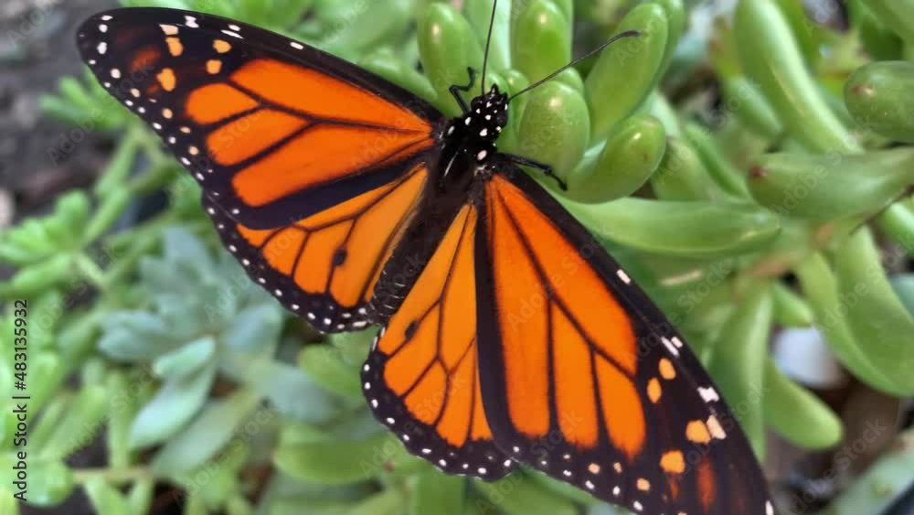 A male butterfly rests and spreads its wings on a fleshy succulent A male butterfly rests and spreads its wings on a fleshy succulent