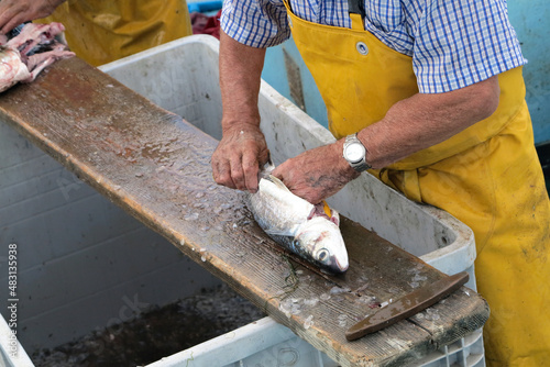 Pescatore al lavoro al mercato del pesce di mare photo