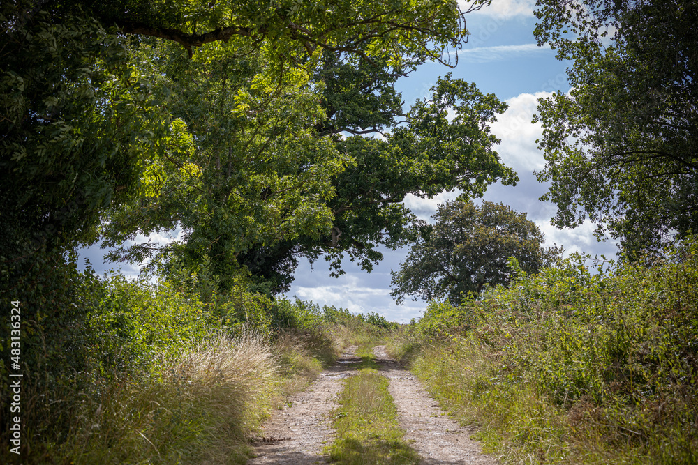 Obraz premium path in the country