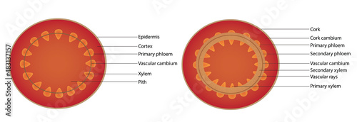 the process of secondary growth of dicot woody plant, development of a woody stem (section of stem) photo