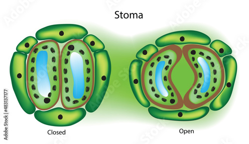 stomata structure on the leaf (stoma anatomy)