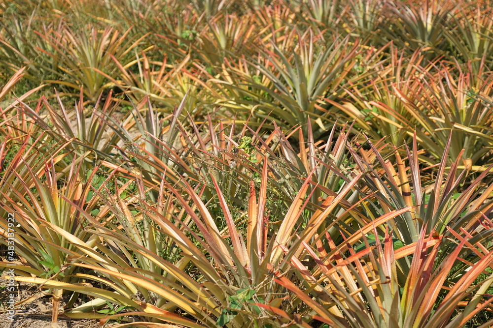 Pineapple is a fruit grown in the garden. Pineapple is a fruit grown in the garden.